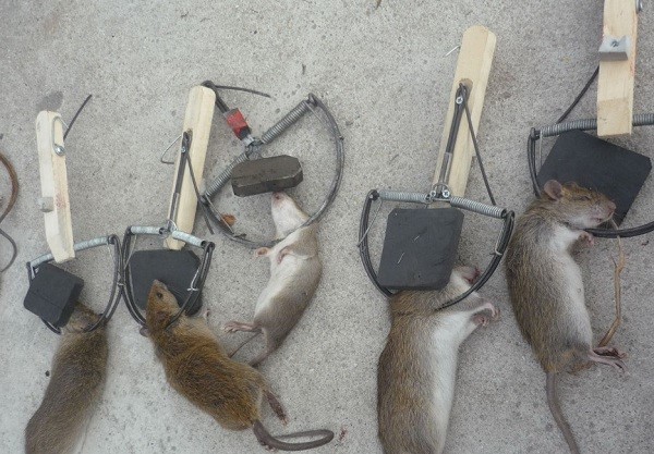 Cách phòng và diệt chuột với Bẫy Chuột – Diệt côn trùng TES Việt Nam