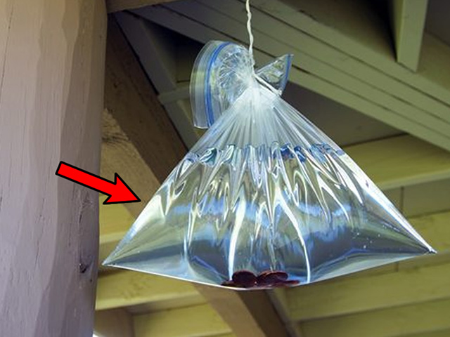 Cách đuổi ruồi bằng túi nhựa đựng nước.