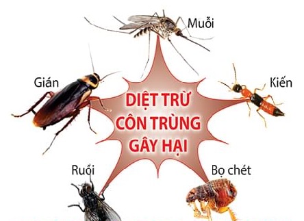 dịch vụ diệt côn trùng tại nhà